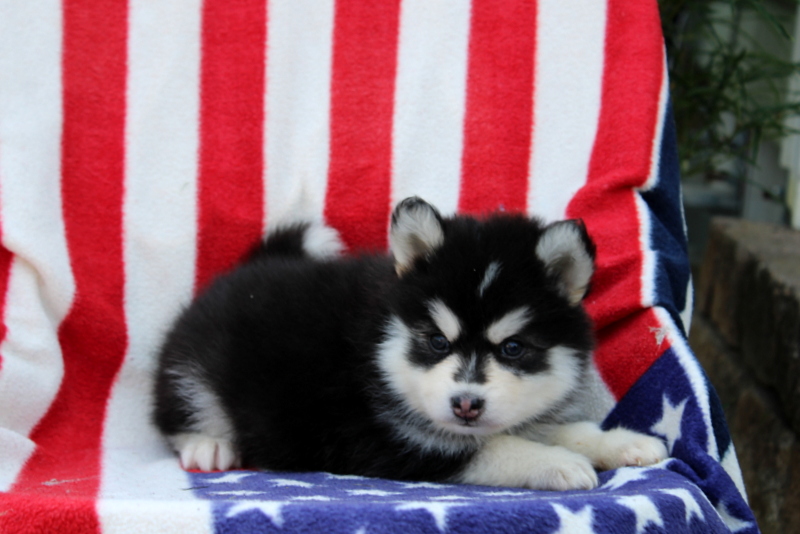 puppy, for, sale, Pomsky, Matthew B. Stoltzfus, dog, breeder, Gap, PA, dog-breeder, puppy-for-sale, forsale, nearby, find, puppyfind, locator, puppylocator, aca